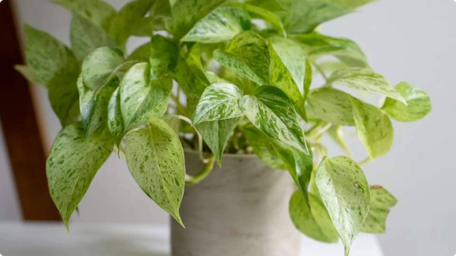 20 Indoor Plants That Grow Beautifully in Water Alone screenshot 3