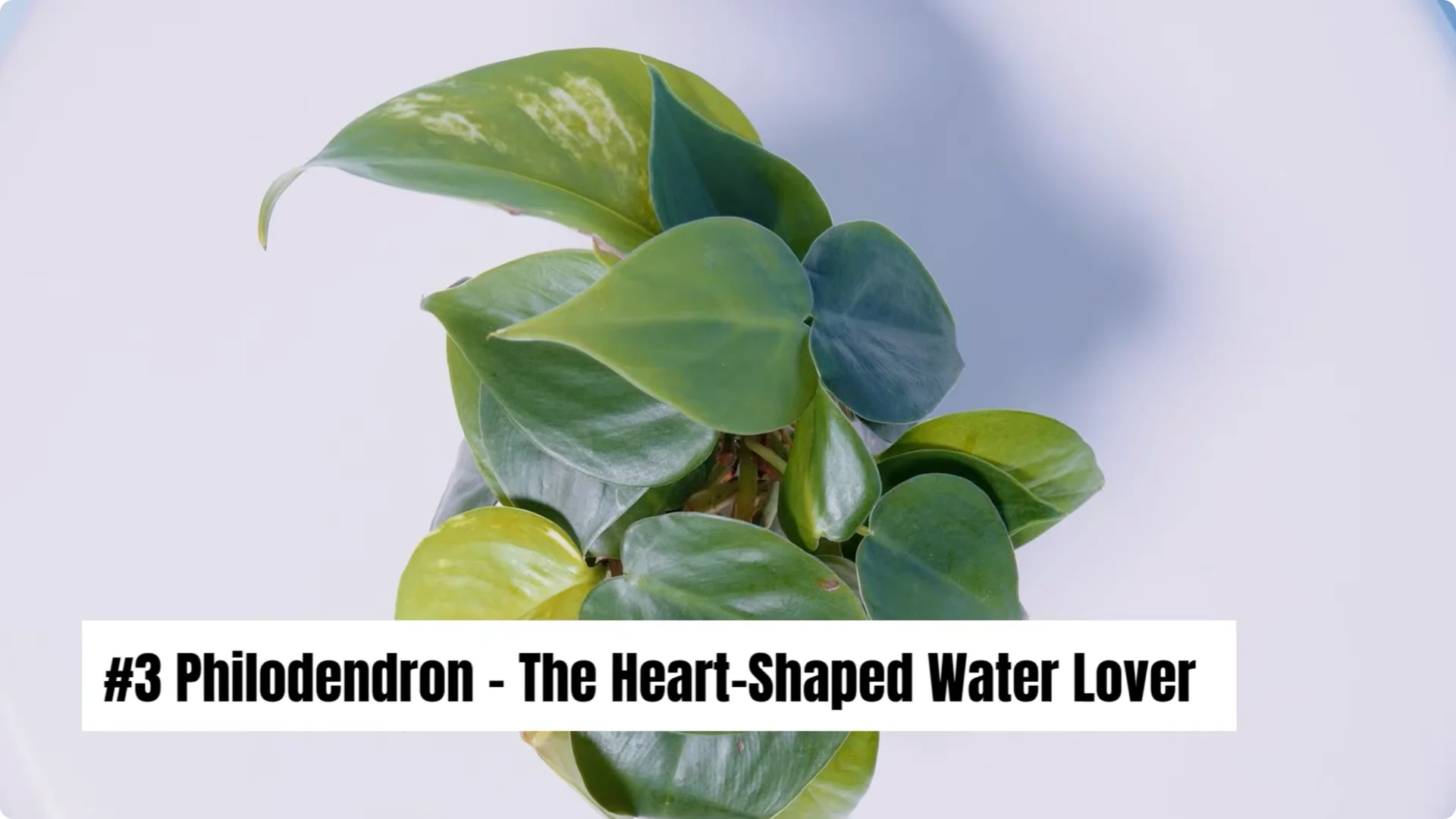 20 Indoor Plants That Grow Beautifully in Water Alone screenshot 4