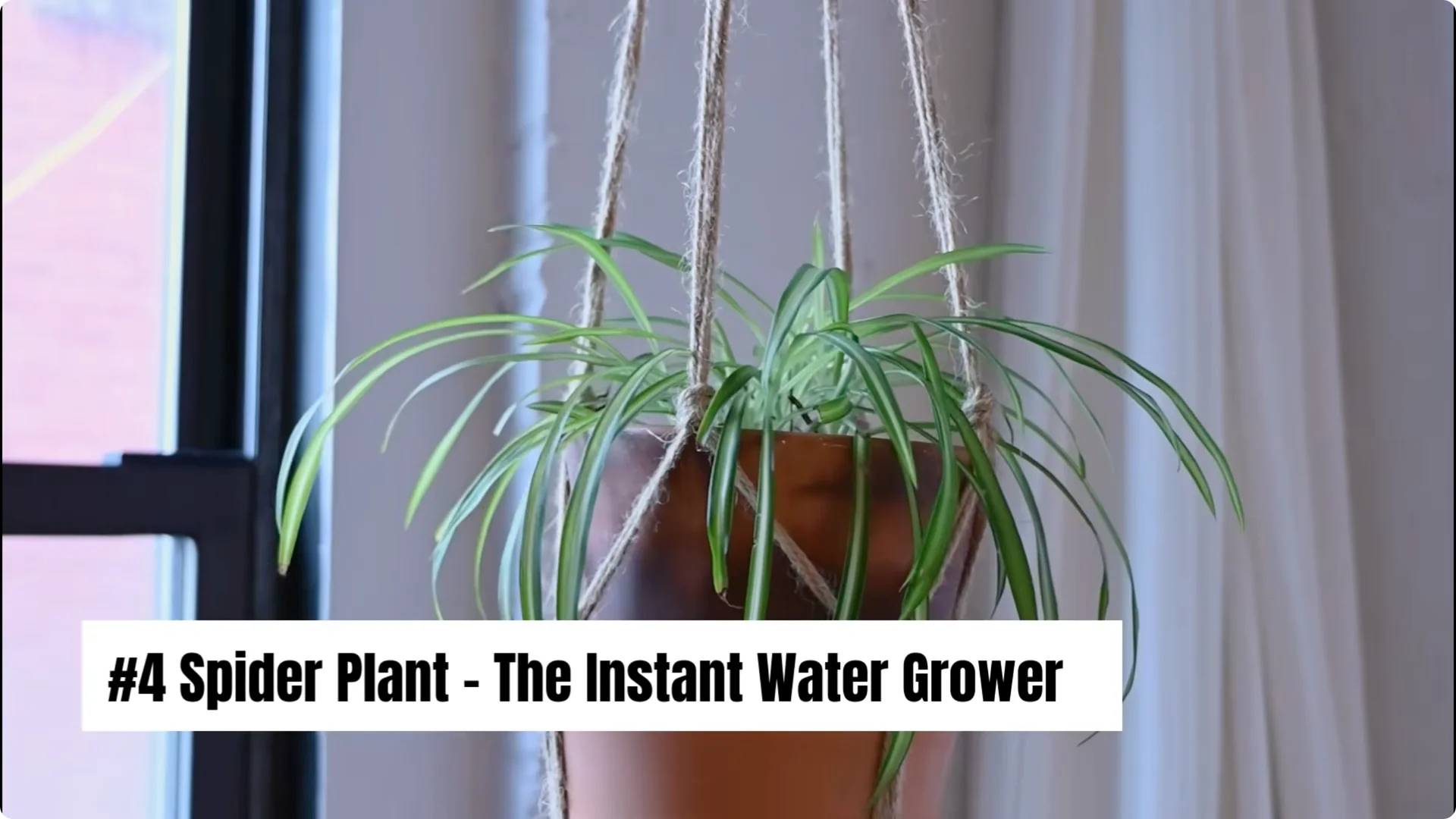 20 Indoor Plants That Grow Beautifully in Water Alone screenshot 5