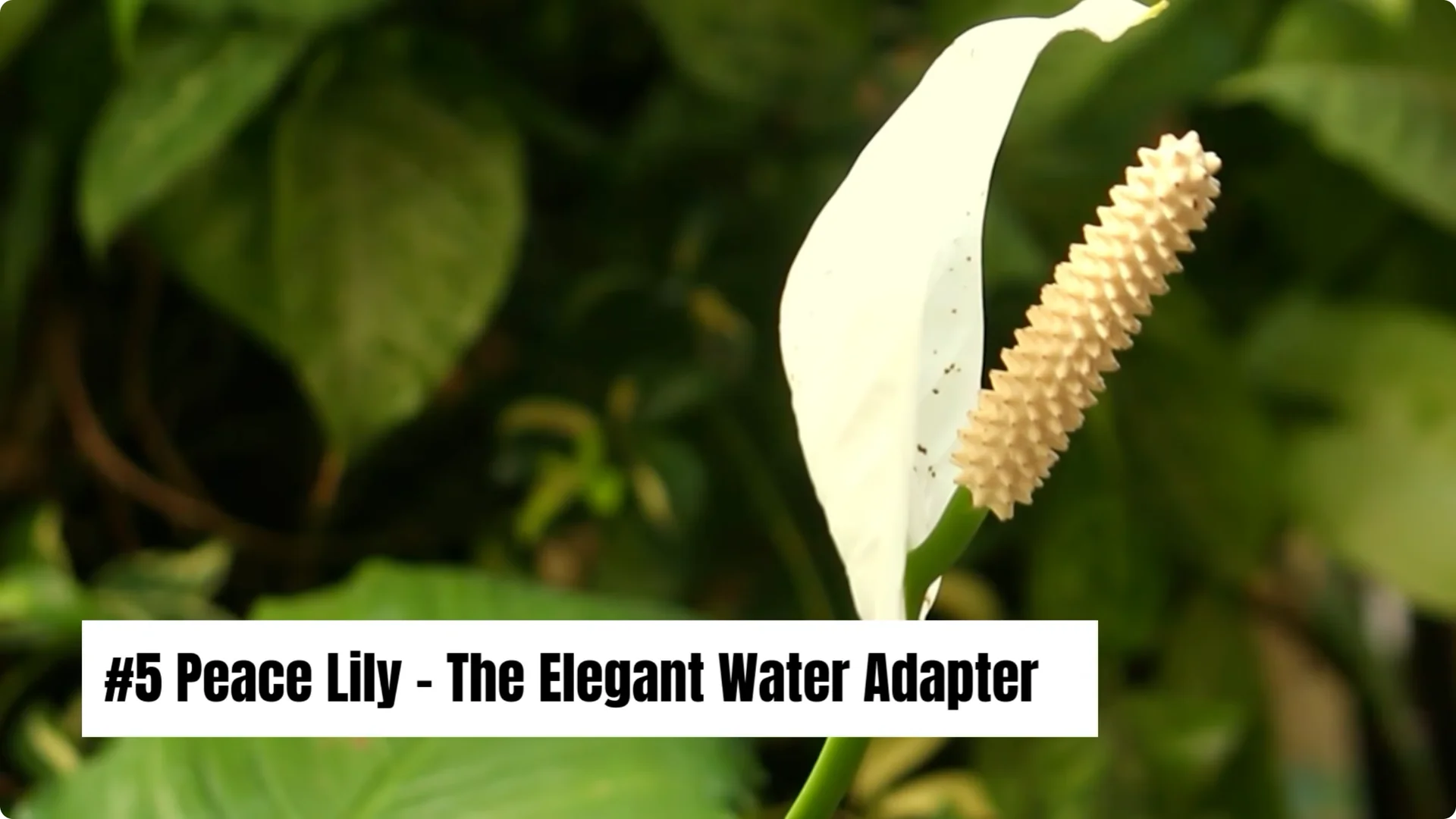 20 Indoor Plants That Grow Beautifully in Water Alone screenshot 6