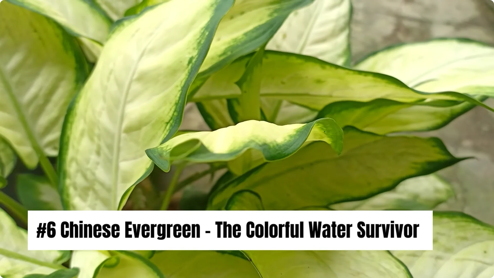 20 Indoor Plants That Grow Beautifully in Water Alone screenshot 7