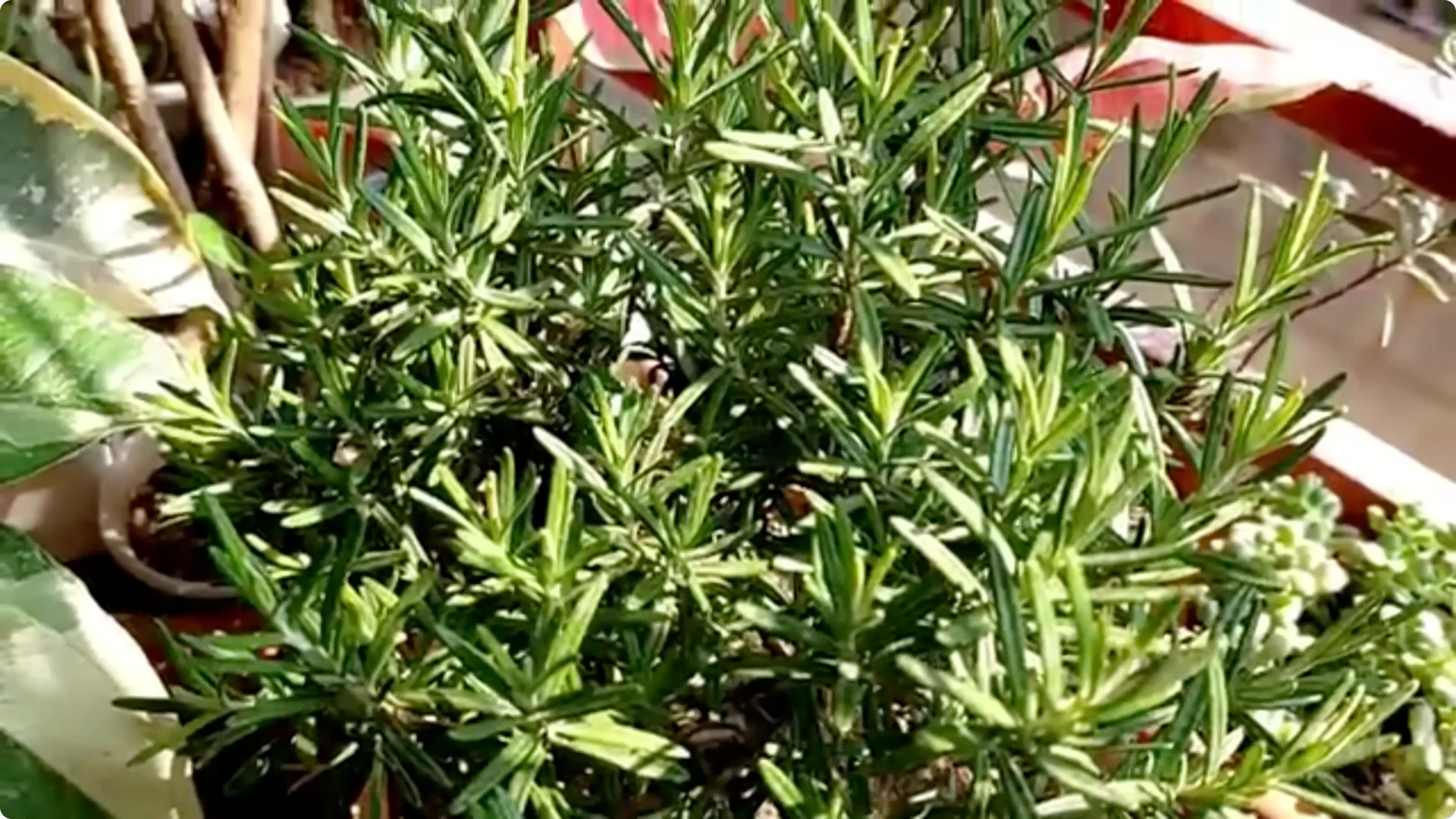 20 Indoor Plants That Instantly Boost Your Health screenshot 1