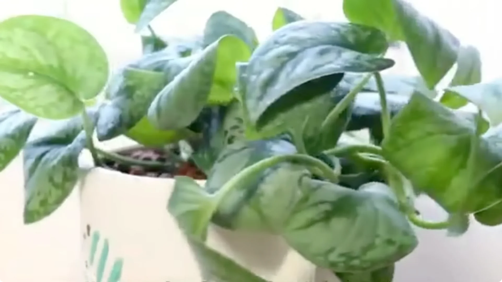 20 Indoor Plants That Instantly Boost Your Health screenshot 10