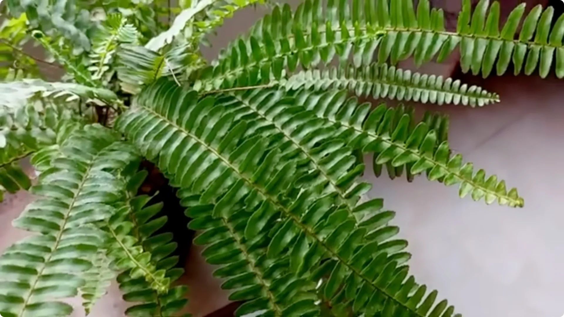 20 Indoor Plants That Instantly Boost Your Health screenshot 11
