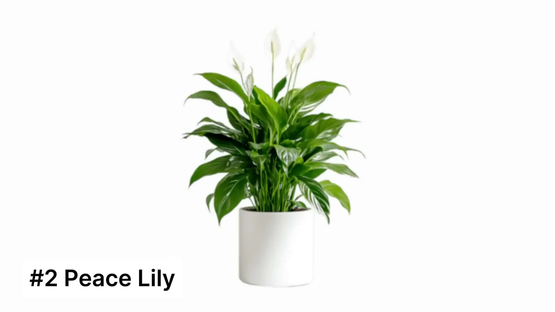 20 Indoor Plants That Instantly Boost Your Health screenshot 2
