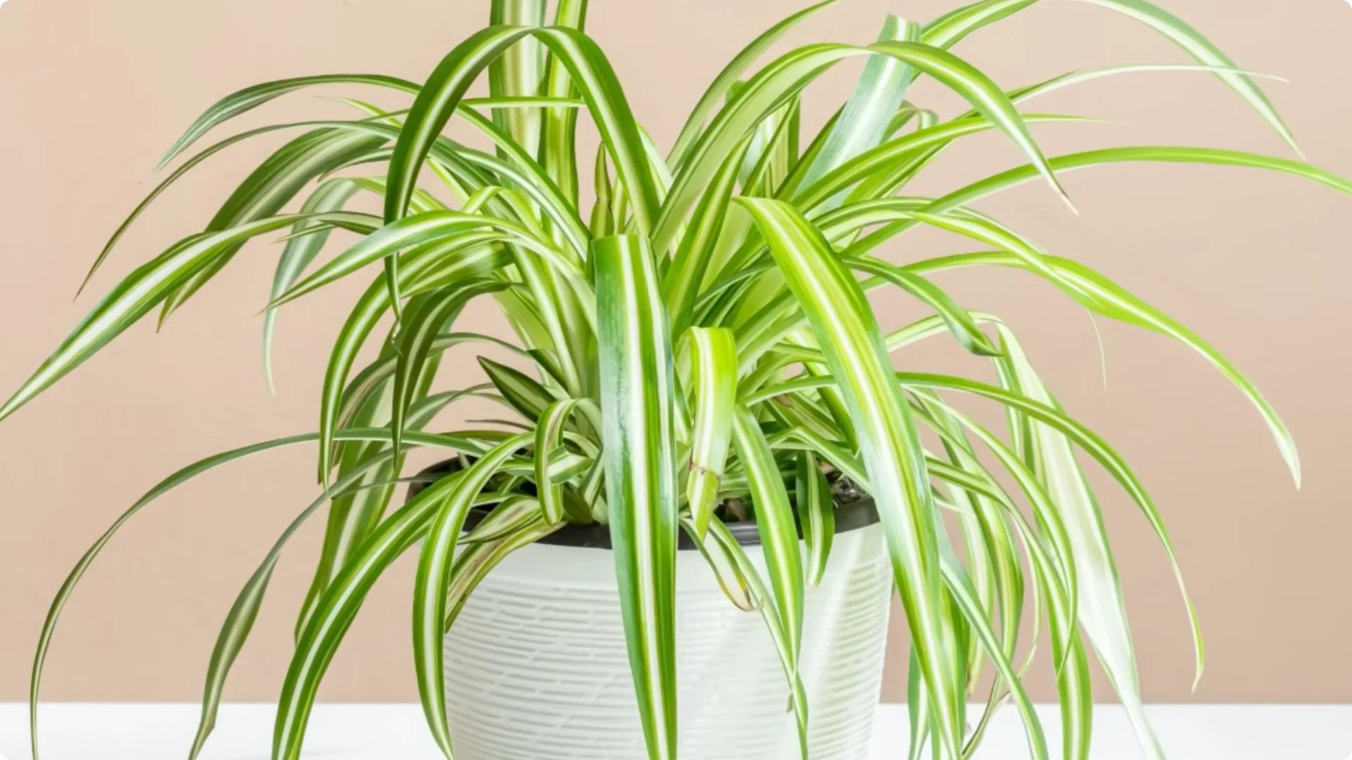 20 Indoor Plants That Instantly Boost Your Health screenshot 5