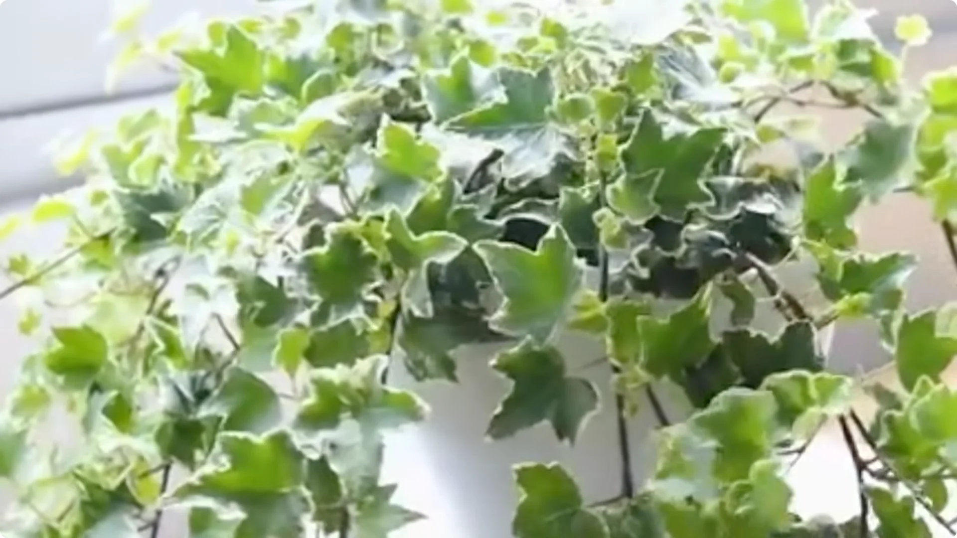 20 Indoor Plants That Instantly Boost Your Health screenshot 6