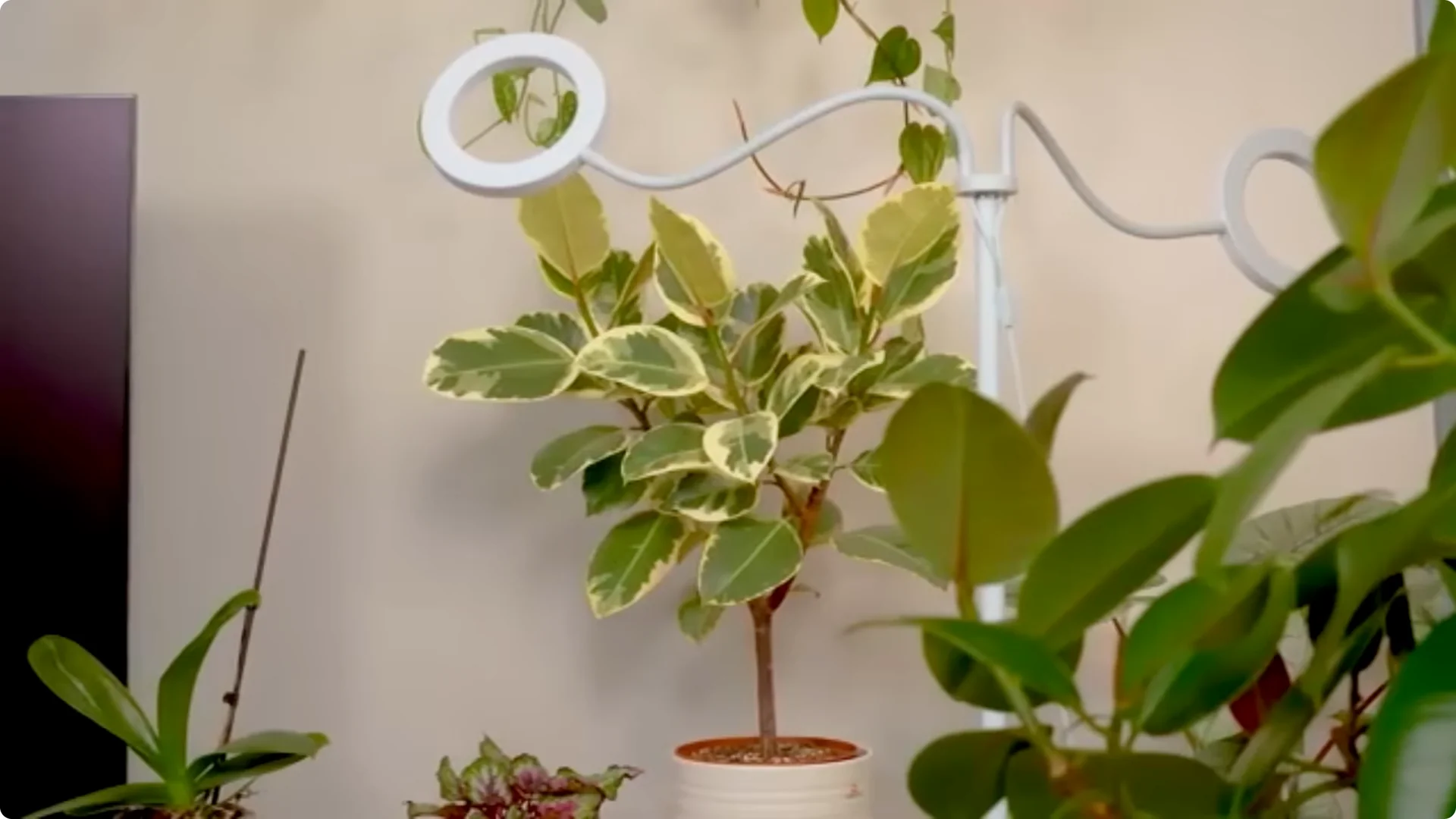 20 Indoor Plants That Instantly Boost Your Health screenshot 7