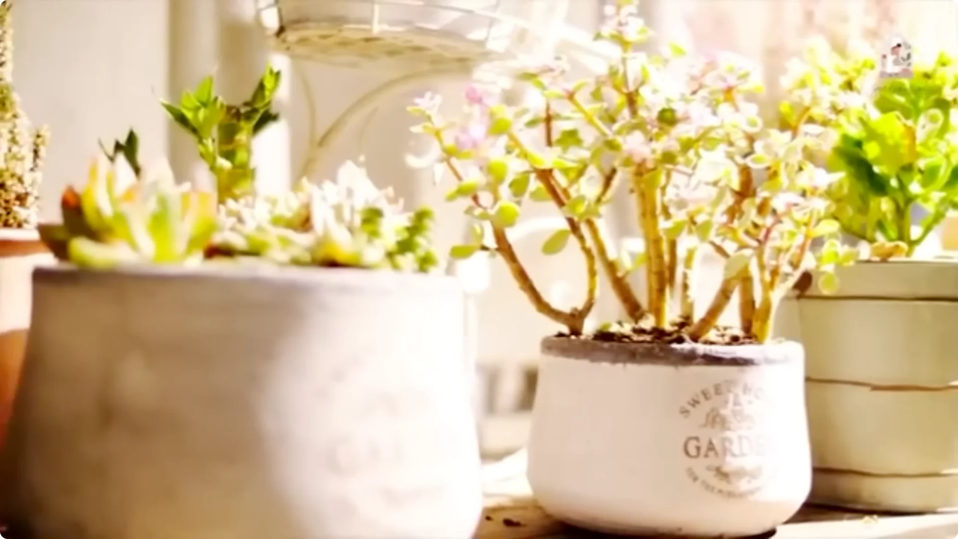 20 Indoor Plants That Instantly Boost Your Health screenshot 9