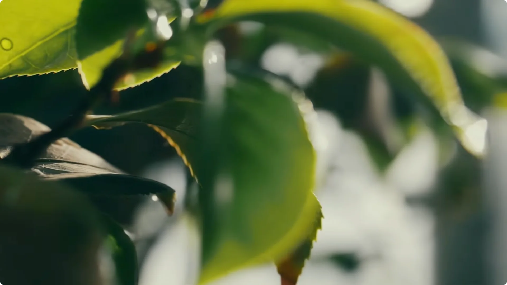 7 Japanese Indoor Trees Known to Attract Wealth and Luck screenshot 1