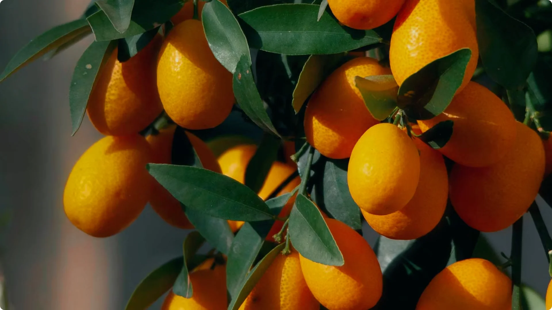 7 Japanese Indoor Trees Known to Attract Wealth and Luck screenshot 3