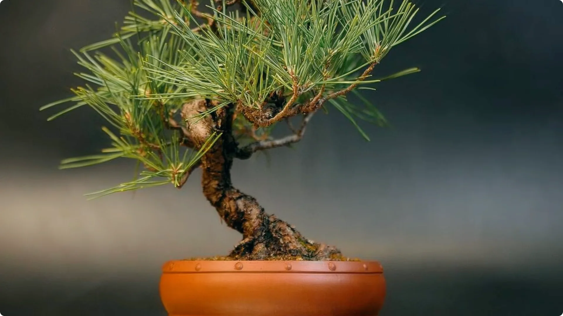 7 Japanese Indoor Trees Known to Attract Wealth and Luck screenshot 4