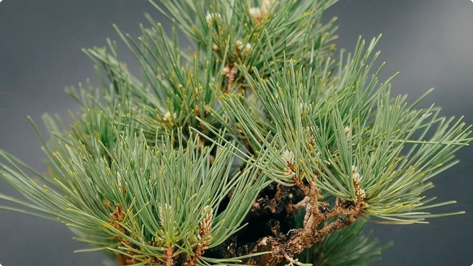 7 Japanese Indoor Trees Known to Attract Wealth and Luck screenshot 5