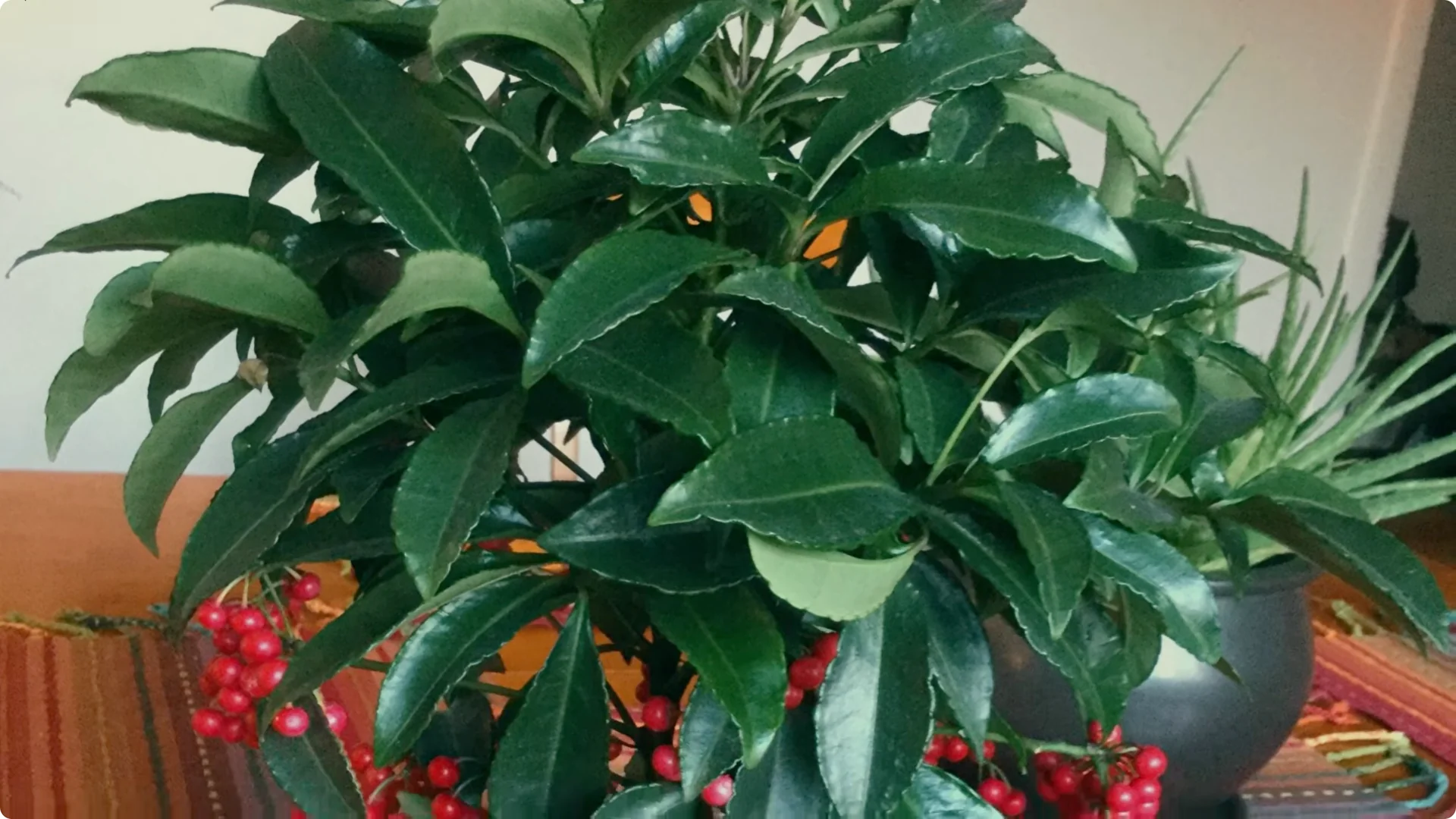 7 Japanese Indoor Trees Known to Attract Wealth and Luck screenshot 7