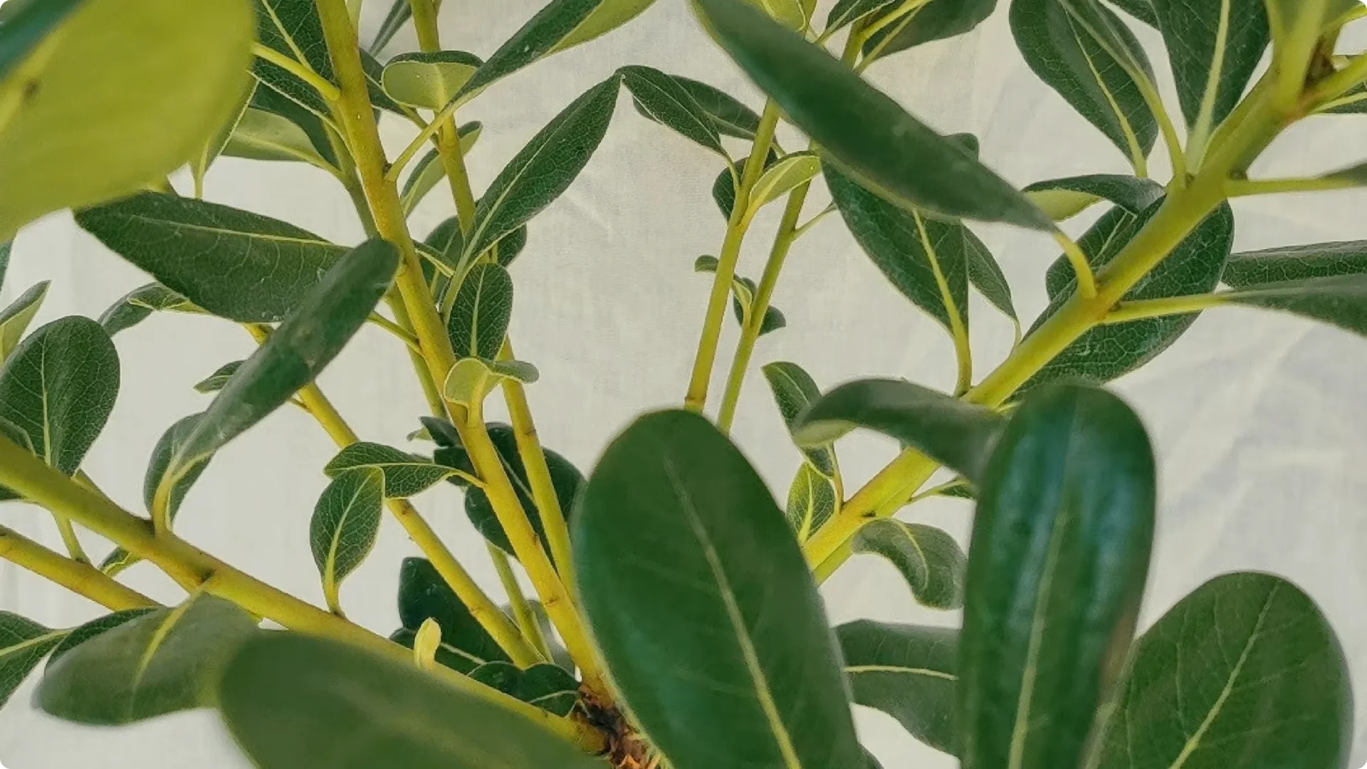 7 Japanese Indoor Trees Known to Attract Wealth and Luck screenshot 8