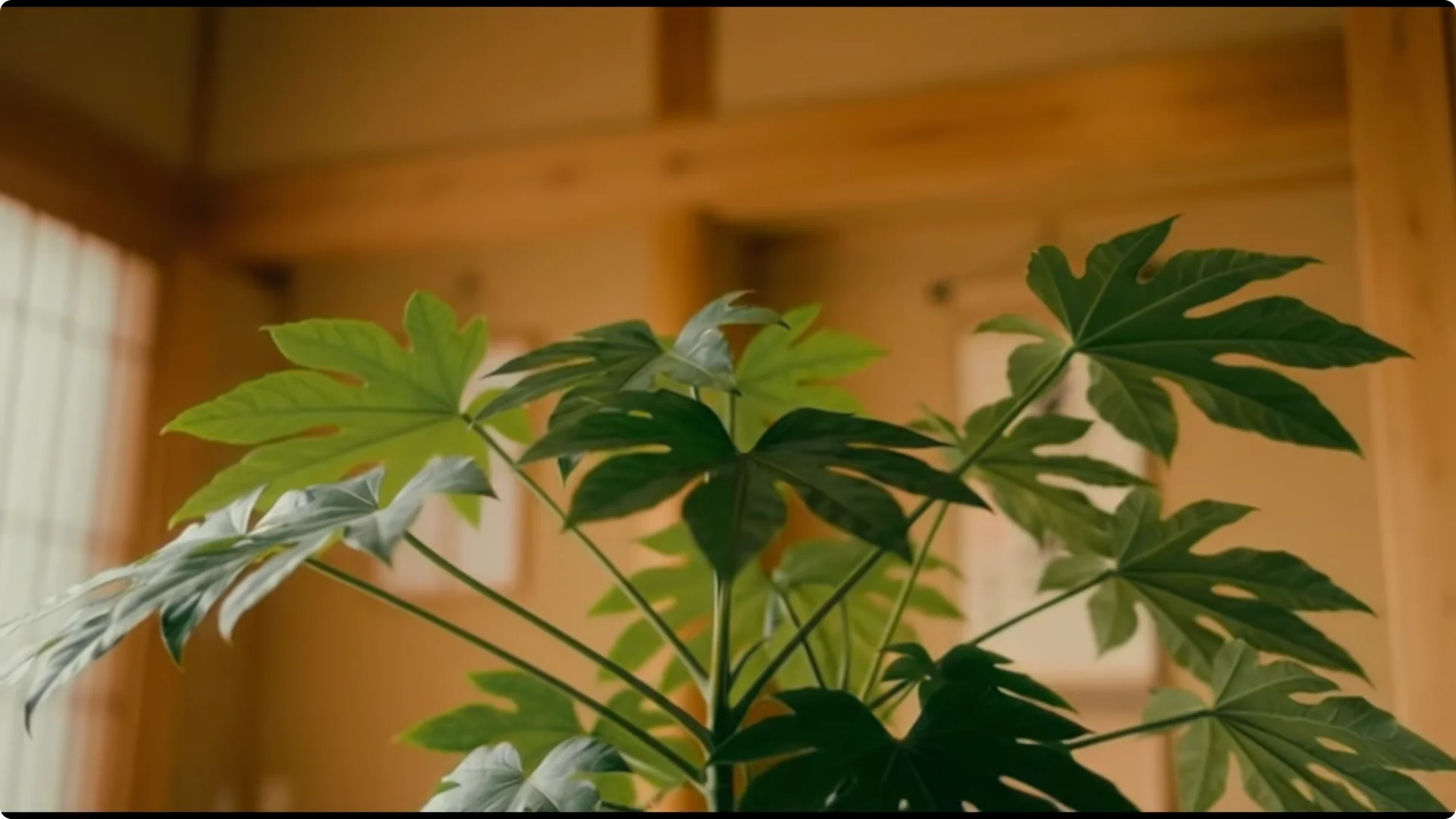 7 Japanese Indoor Trees Known to Attract Wealth and Luck screenshot 9