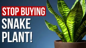 7 Surprising Reasons to Rethink Getting a Snake Plant - Featured Image
