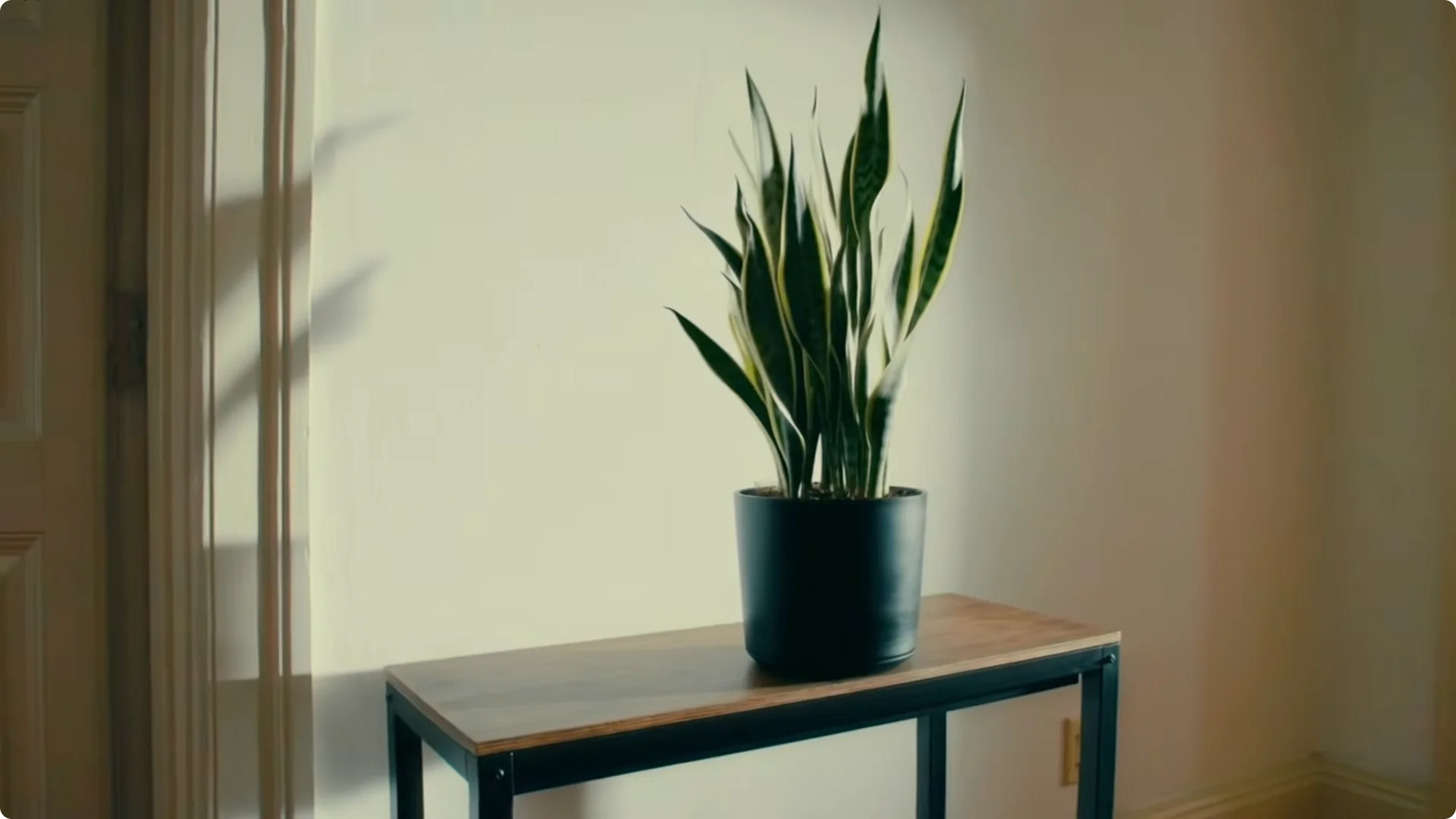 7 Surprising Reasons to Rethink Getting a Snake Plant screenshot 5