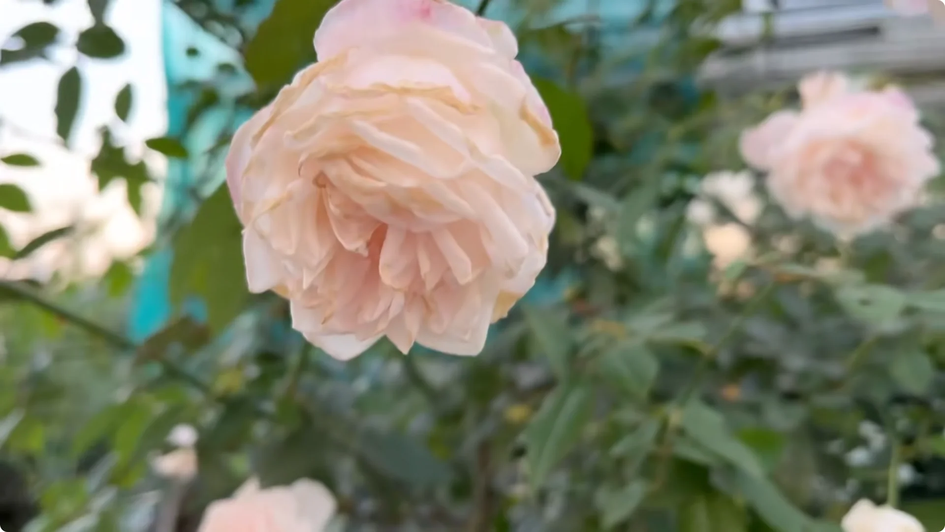Secrets to Helping Rose Cuttings Root and Sprout Quickly screenshot 1