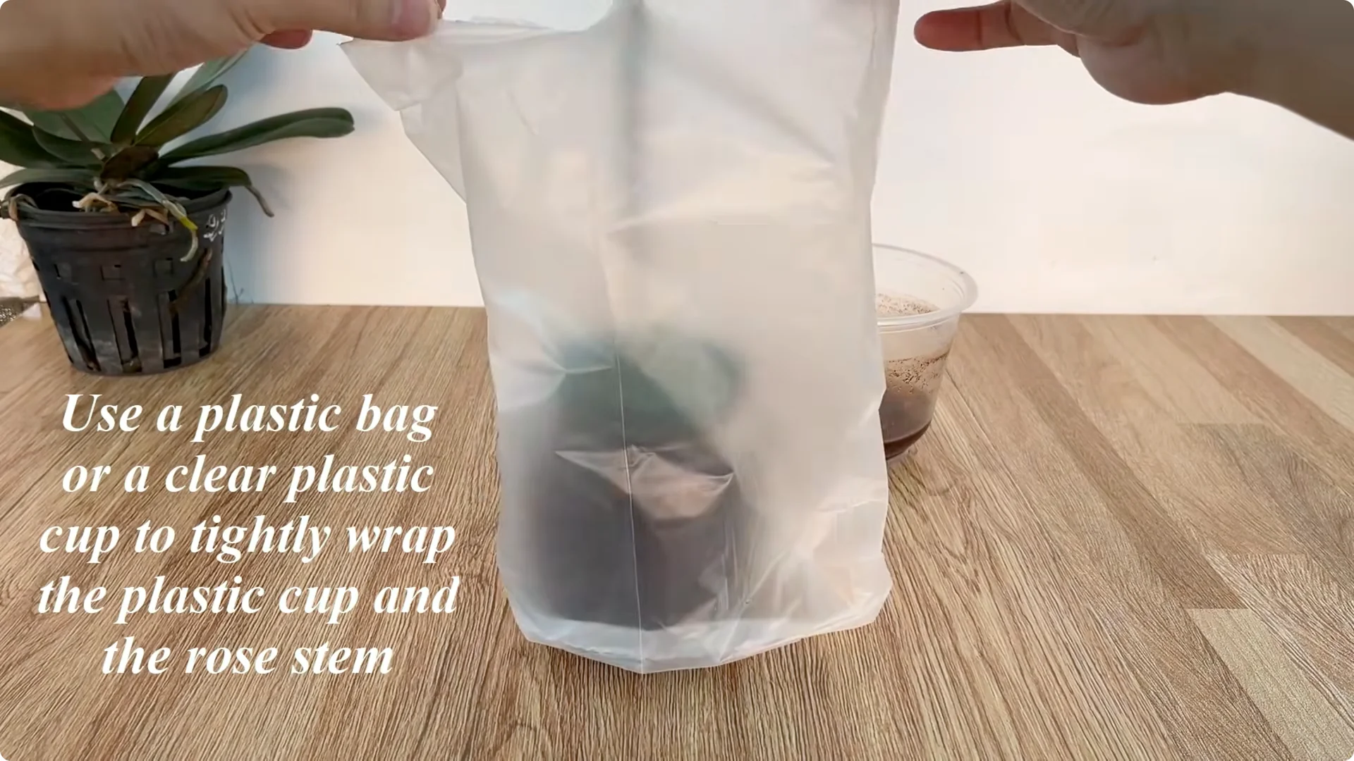 Secrets to Helping Rose Cuttings Root and Sprout Quickly screenshot 13