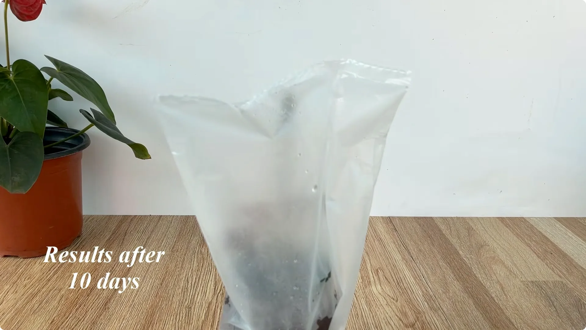 Secrets to Helping Rose Cuttings Root and Sprout Quickly screenshot 14
