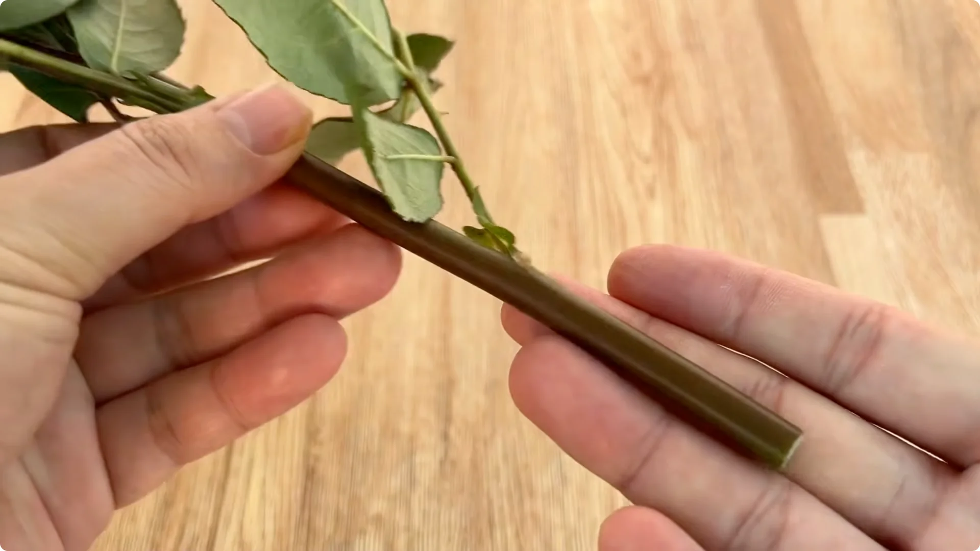 Secrets to Helping Rose Cuttings Root and Sprout Quickly screenshot 2