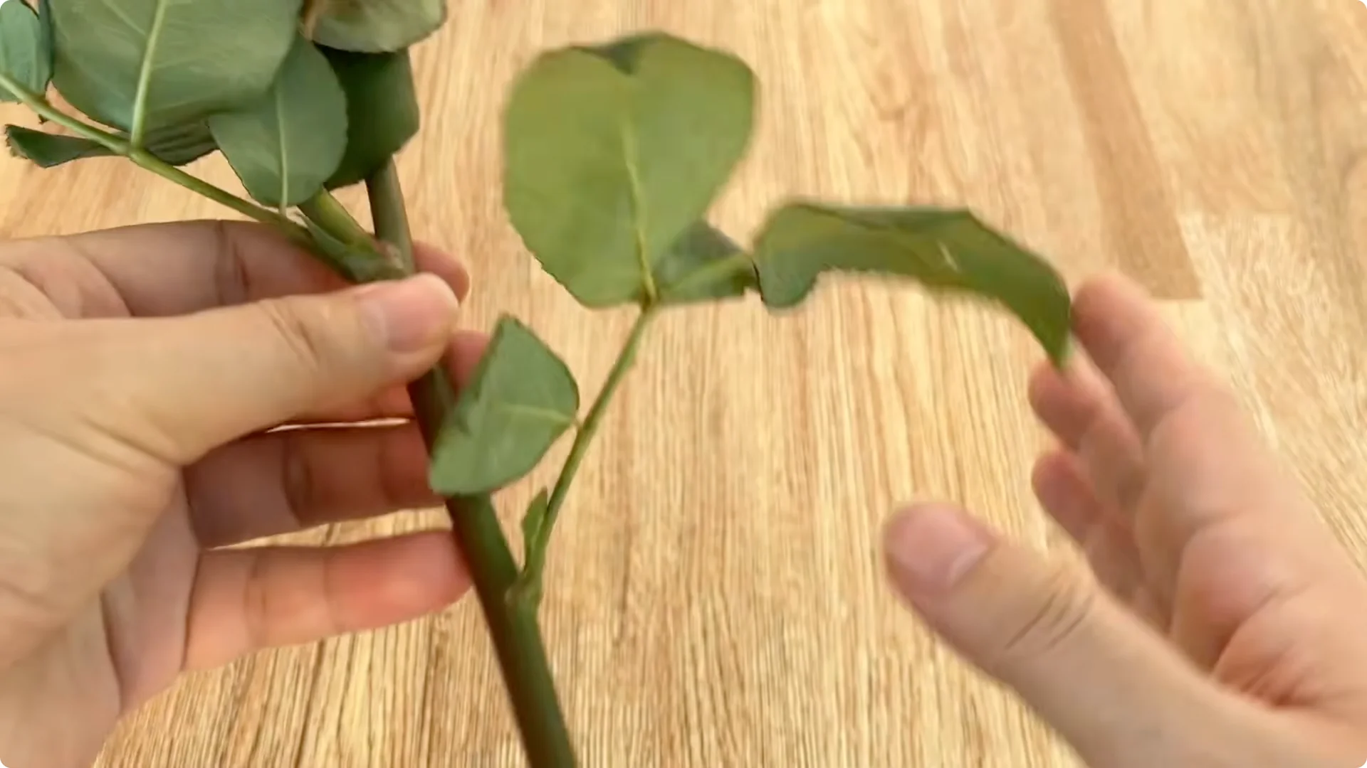 Secrets to Helping Rose Cuttings Root and Sprout Quickly screenshot 3