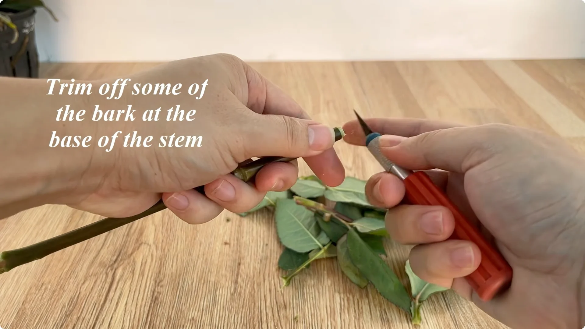 Secrets to Helping Rose Cuttings Root and Sprout Quickly screenshot 4
