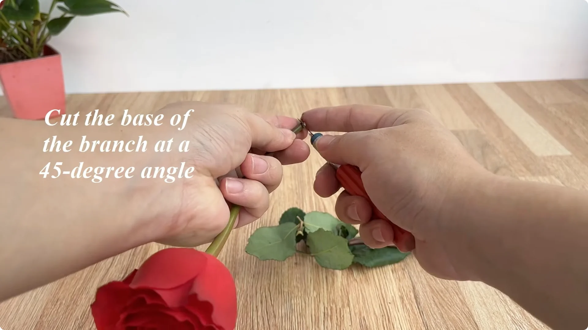 Secrets to Rooting Rose Branches Overnight Successfully screenshot 1