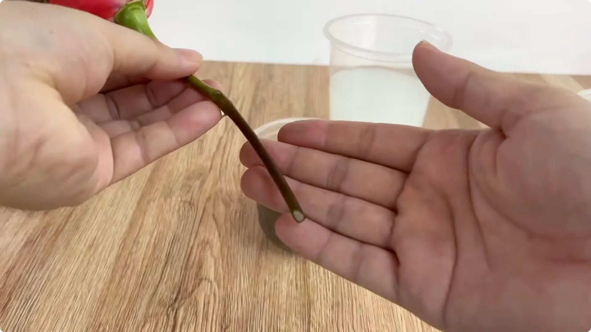 Secrets to Rooting Rose Branches Overnight Successfully screenshot 5