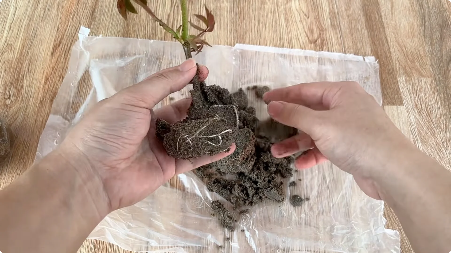 Secrets to Rooting Rose Branches Overnight Successfully screenshot 7