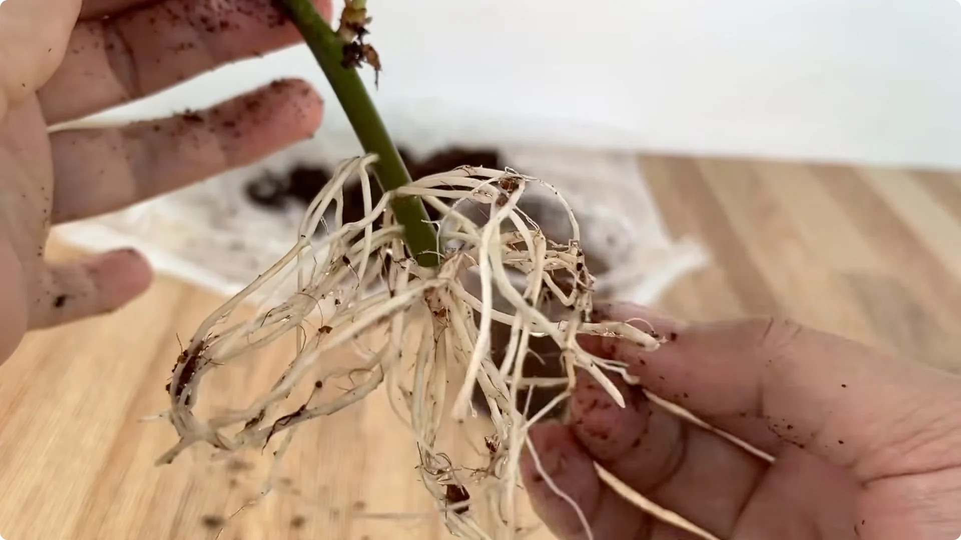 Secrets to Speed Up and Strengthen Rose Cuttings Rooting screenshot 10