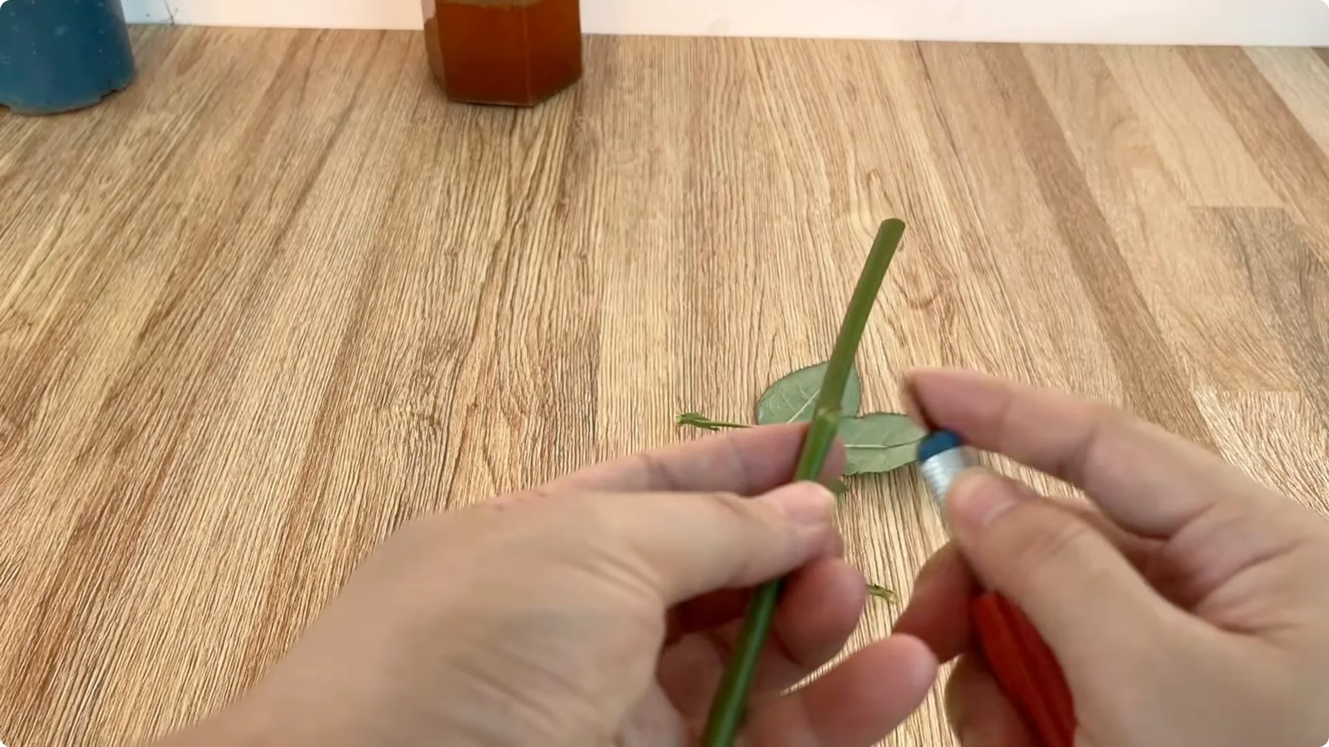 Secrets to Speed Up and Strengthen Rose Cuttings Rooting screenshot 3