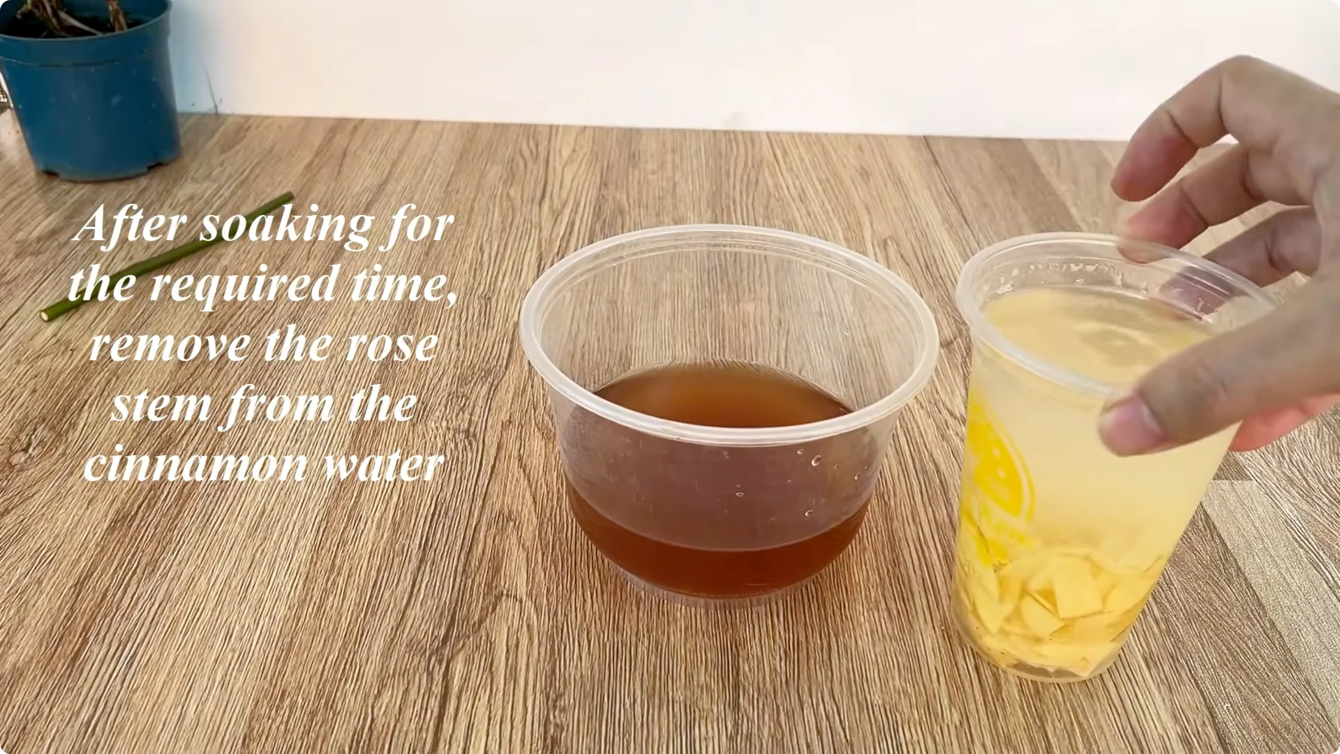Secrets to Speed Up and Strengthen Rose Cuttings Rooting screenshot 6