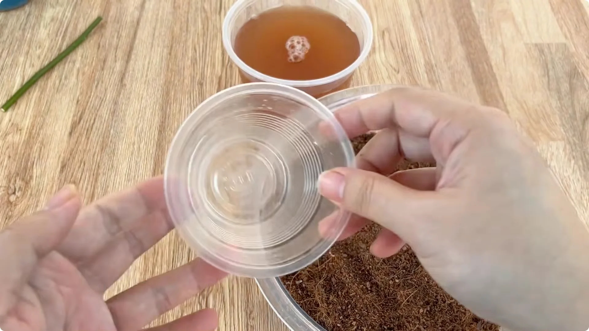 Secrets to Speed Up and Strengthen Rose Cuttings Rooting screenshot 7