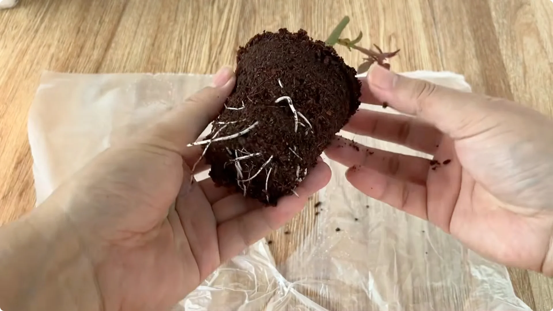 Secrets to Speed Up and Strengthen Rose Cuttings Rooting screenshot 9