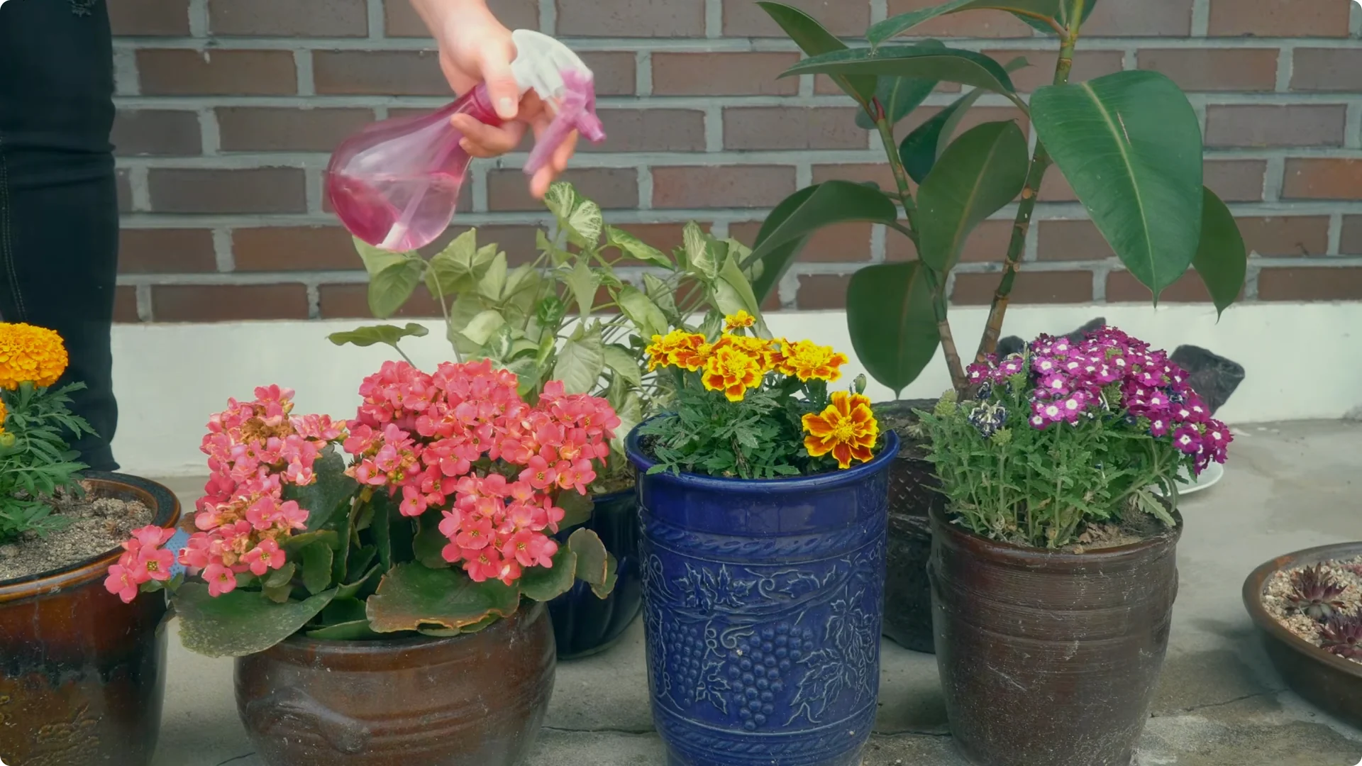 The $0 Trick My Grandma Used to Revitalize Any Plant screenshot 11