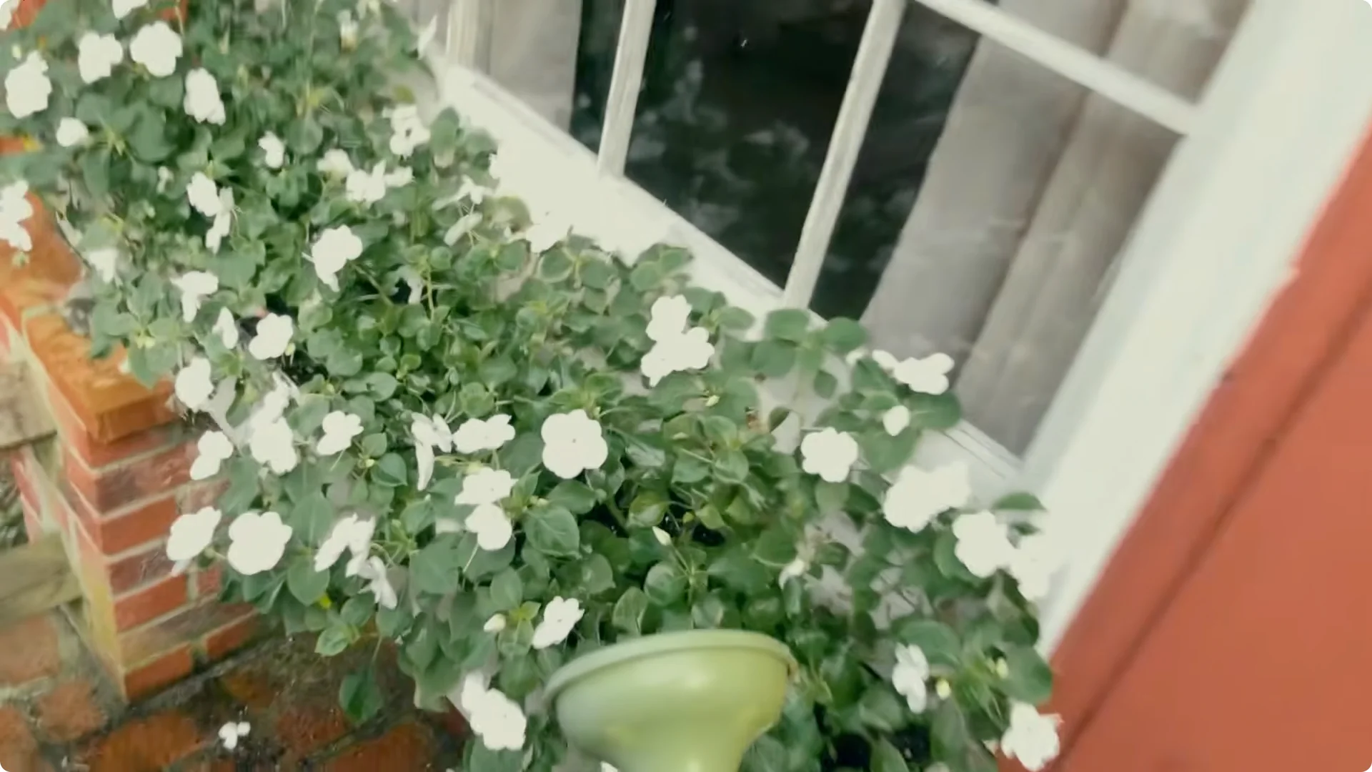 The $0 Trick My Grandma Used to Revitalize Any Plant screenshot 2