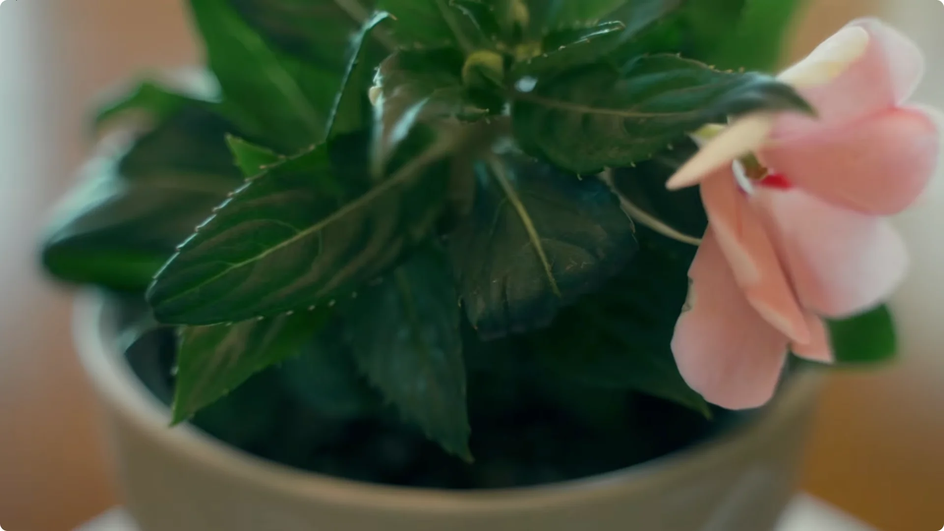 The $0 Trick My Grandma Used to Revitalize Any Plant screenshot 9