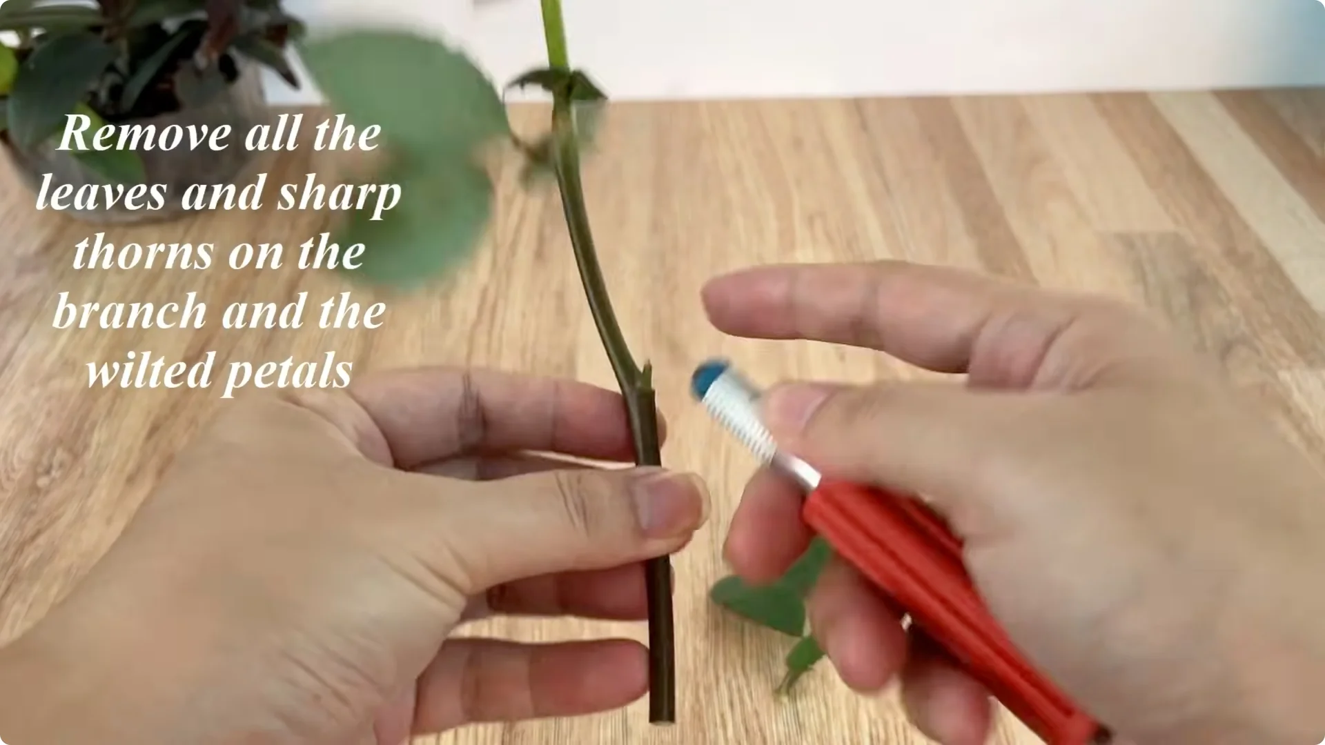 The Rose Propagation Trick Most Gardeners Overlook screenshot 1