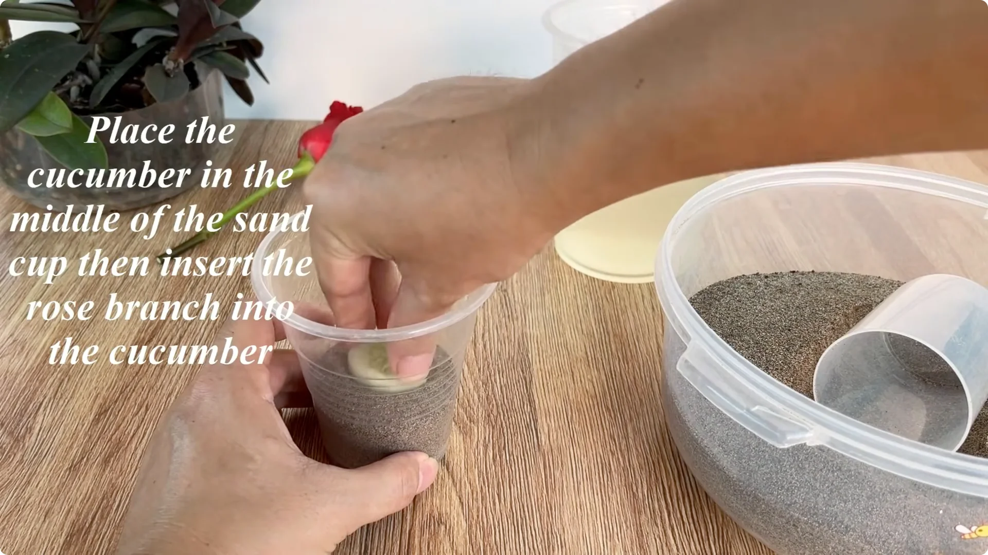 The Rose Propagation Trick Most Gardeners Overlook screenshot 14