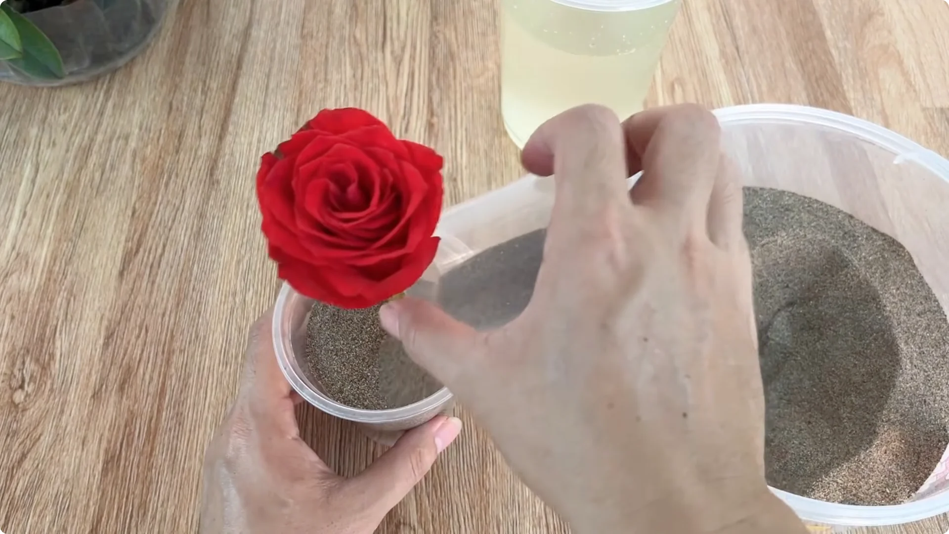 The Rose Propagation Trick Most Gardeners Overlook screenshot 15