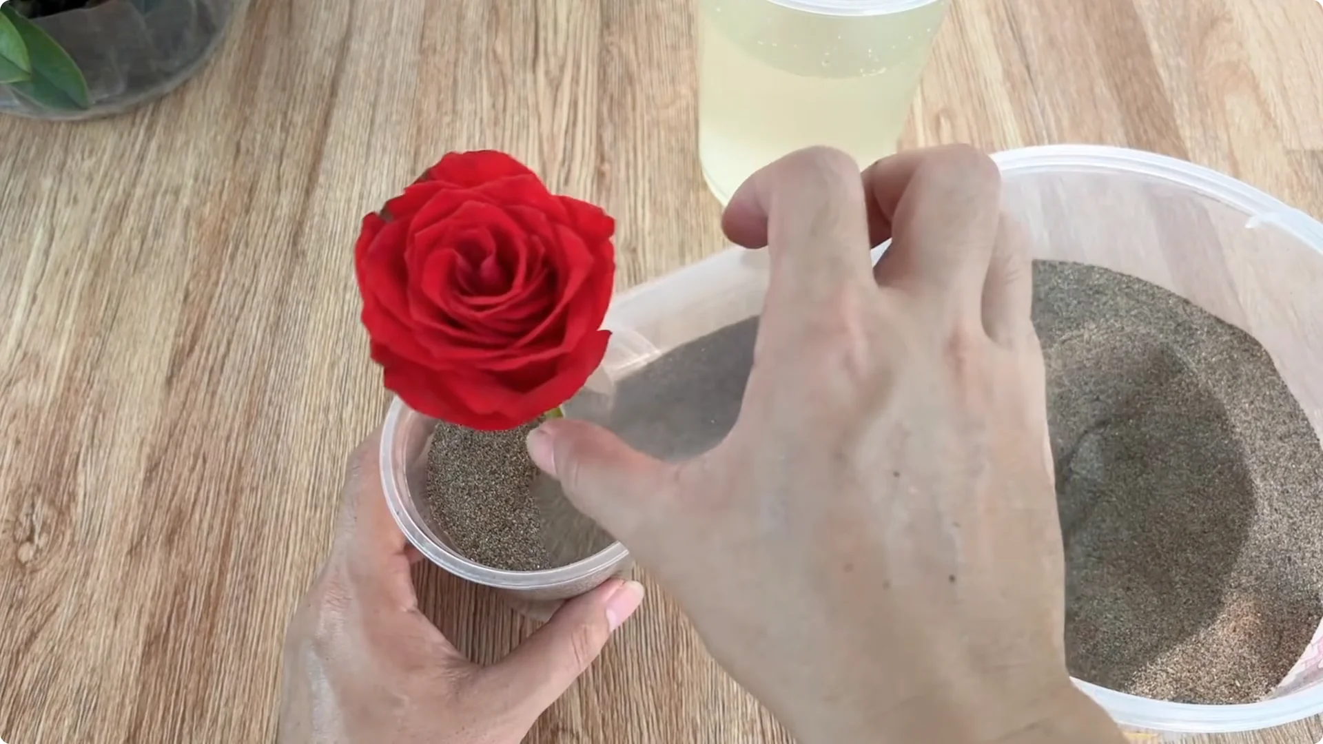 The Rose Propagation Trick Most Gardeners Overlook screenshot 16