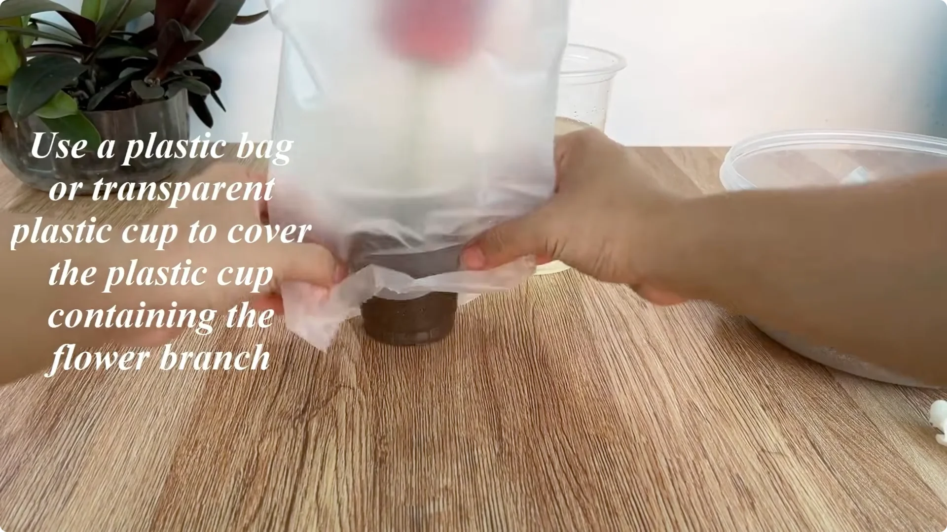 The Rose Propagation Trick Most Gardeners Overlook screenshot 17