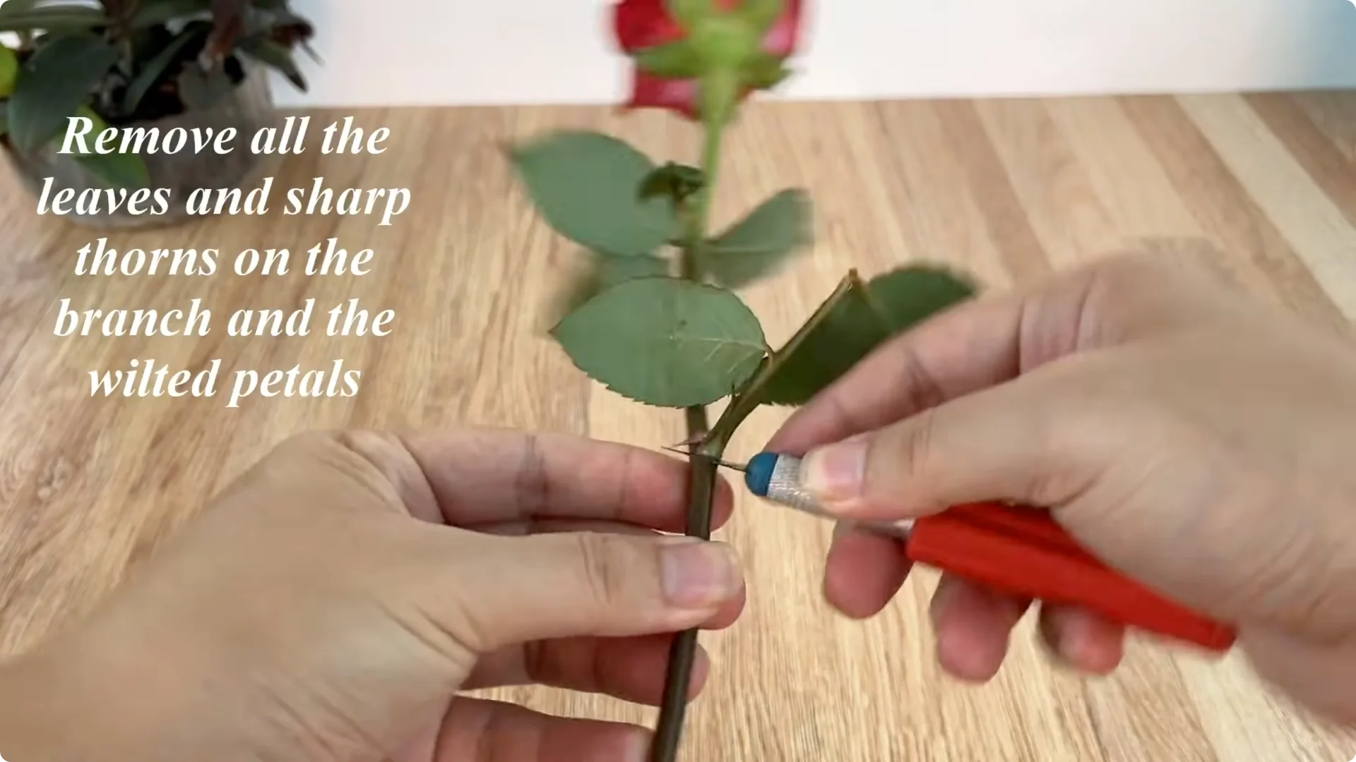 The Rose Propagation Trick Most Gardeners Overlook screenshot 2