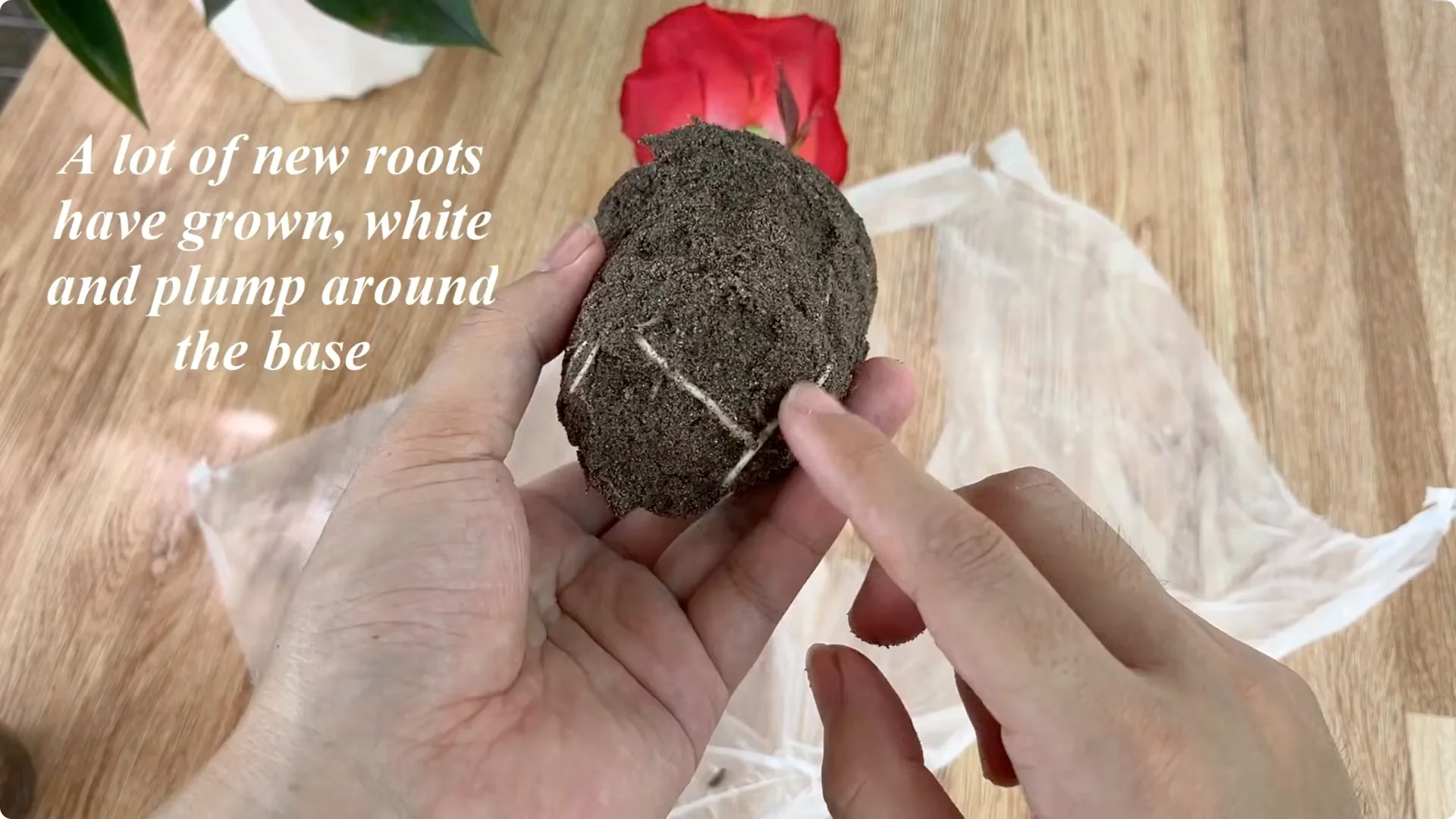 The Rose Propagation Trick Most Gardeners Overlook screenshot 20