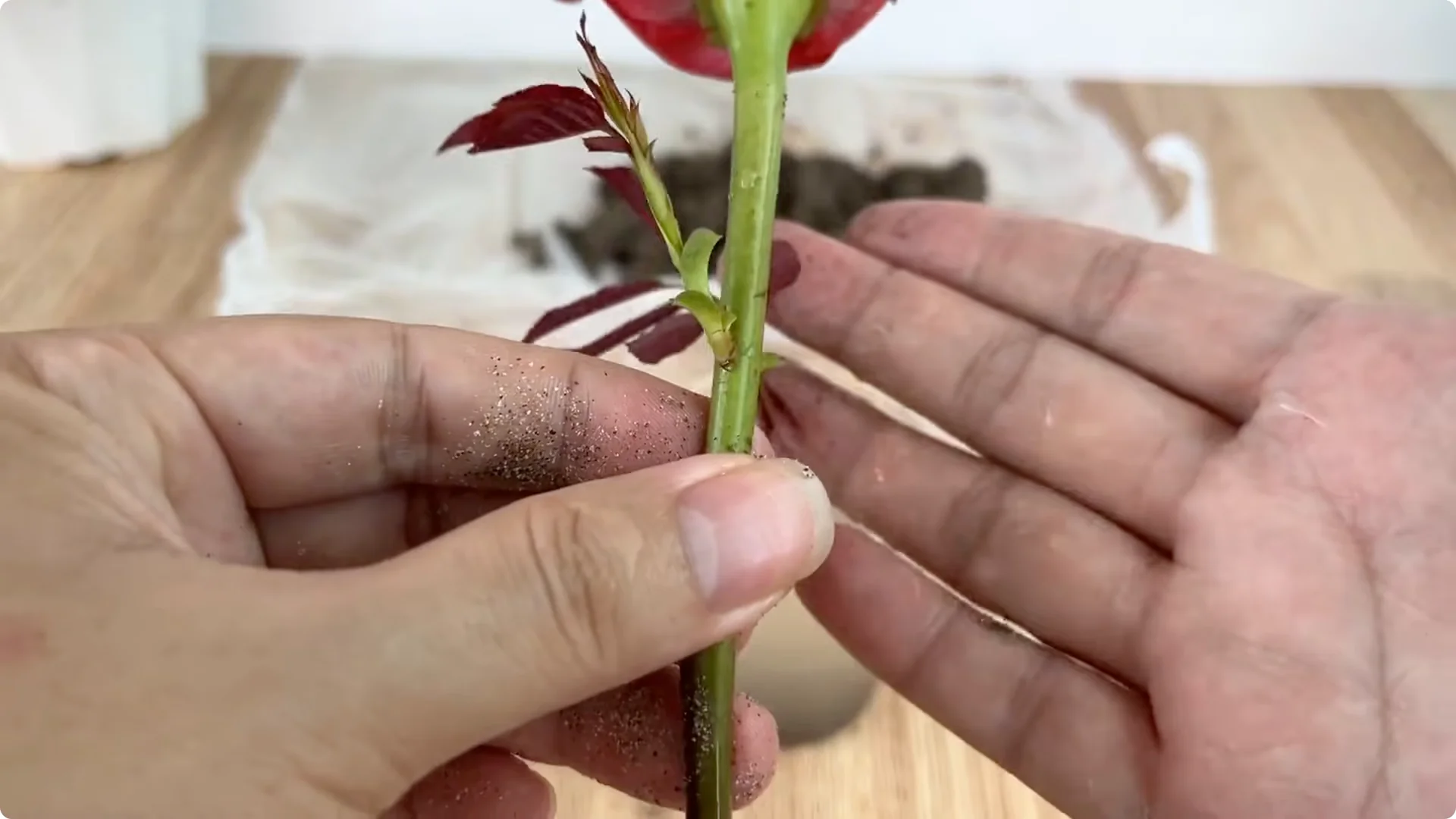 The Rose Propagation Trick Most Gardeners Overlook screenshot 21