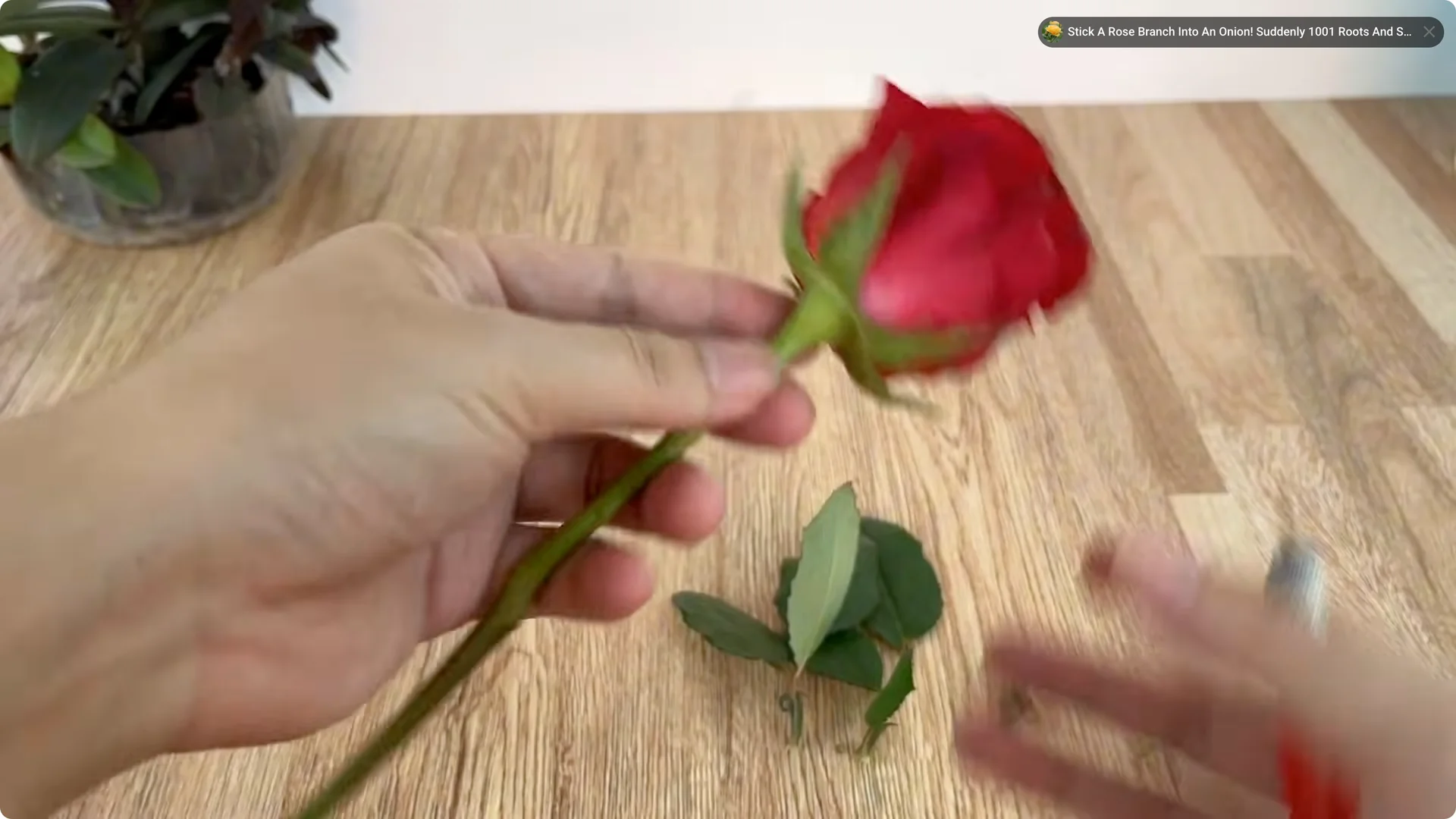 The Rose Propagation Trick Most Gardeners Overlook screenshot 3