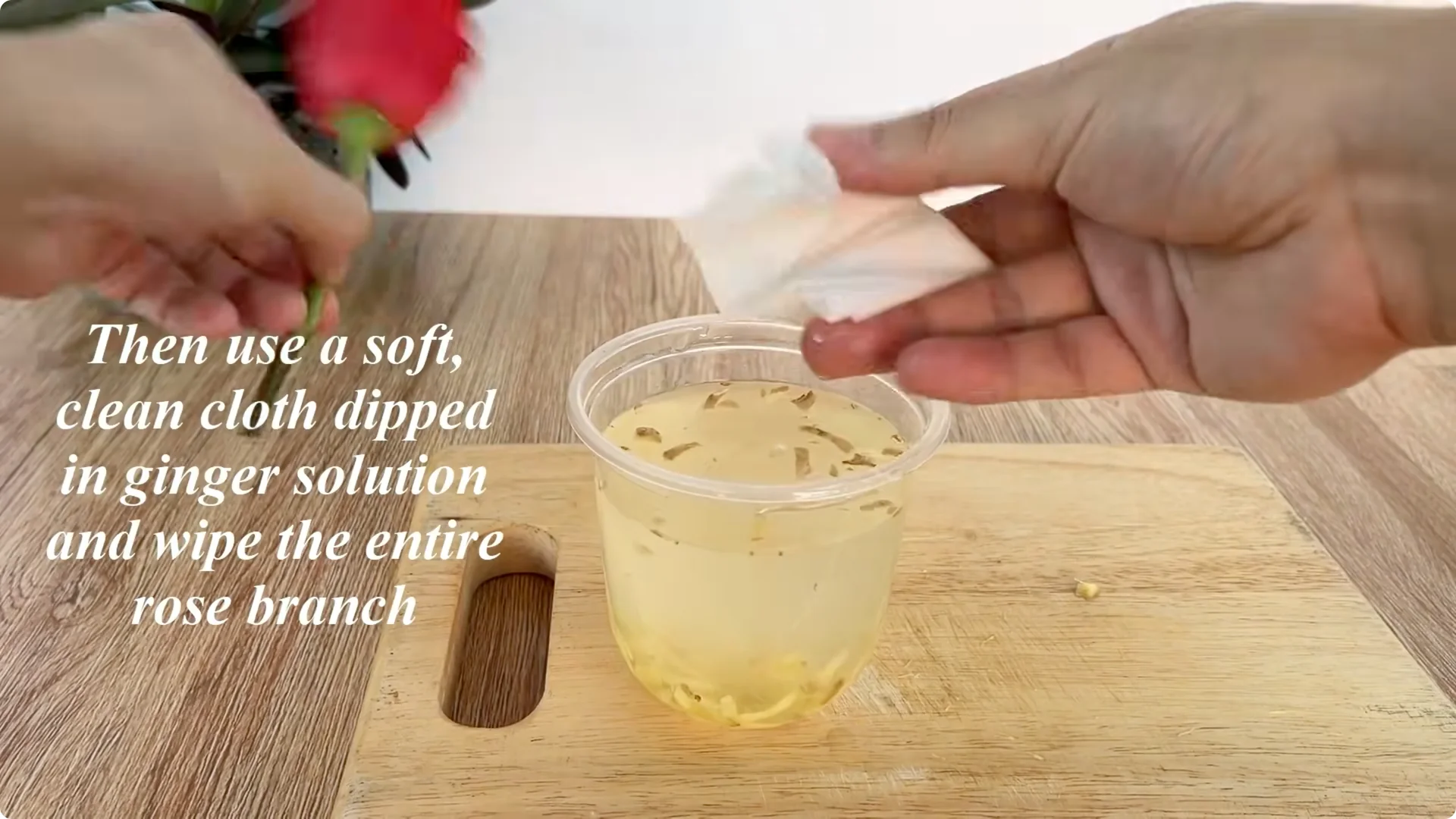 The Rose Propagation Trick Most Gardeners Overlook screenshot 7
