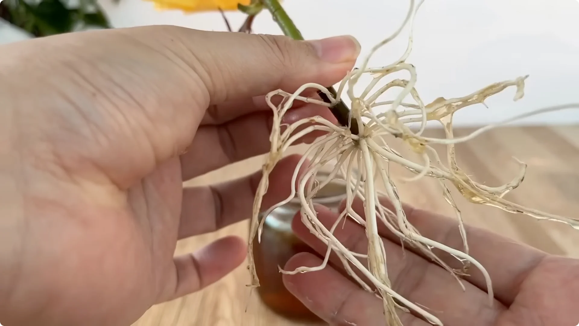 The Simple Trick That Grows Rose Stems with Thousands of Roots screenshot 16